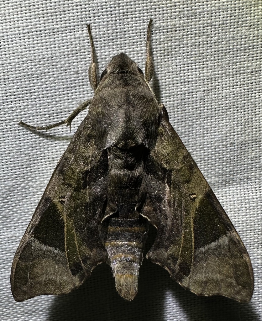 Brownspot Temnora
