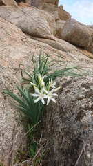 Pancratium illyricum