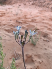 Androstephium breviflorum