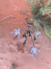 Androstephium breviflorum
