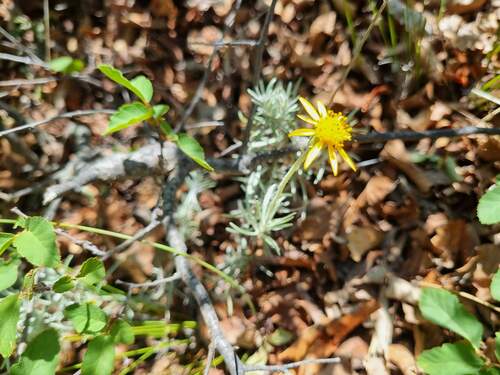 Senecio chilensis, photograph 1