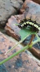 Lepidoptera
