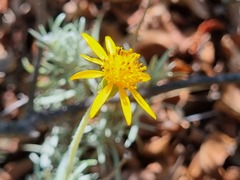 Senecio chilensis