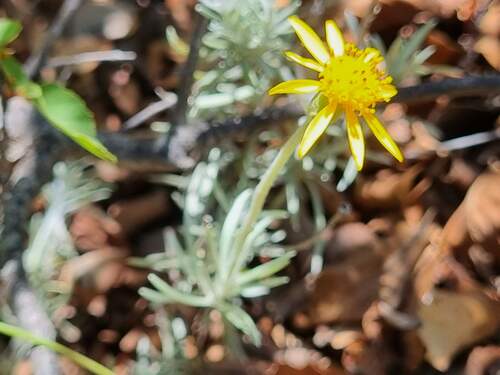 Senecio chilensis, photograph 2