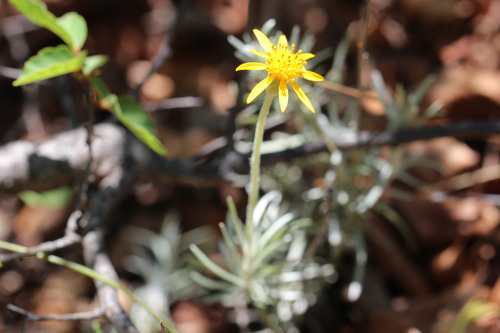 Senecio chilensis, photograph 3