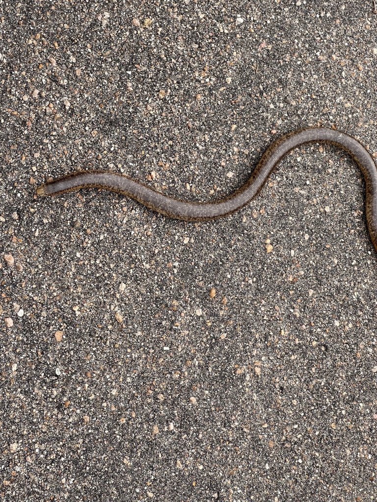 Schlegel’s Beaked blind snake from Kruger National Park, MP, ZA on ...