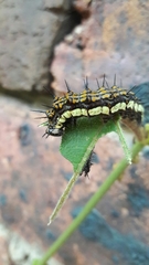 Lepidoptera