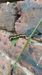 Lepidoptera