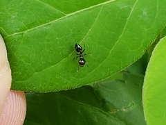 Crematogaster ashmeadi