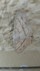 Geometridae