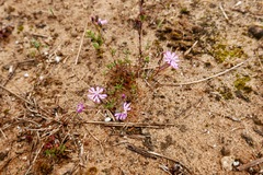 Silene colorata