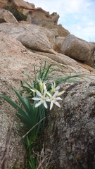 Pancratium illyricum