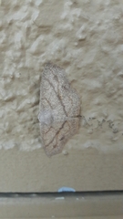 Geometridae