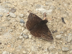 Erynnis juvenalis