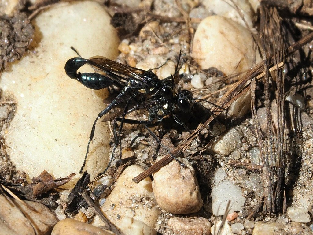 Gold-marked Thread-waisted Wasp