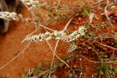 Sesamoides spathulifolia