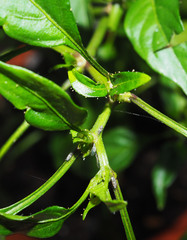 Bactericera cockerelli