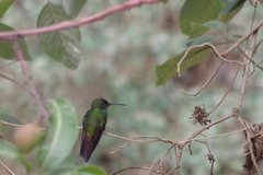 Chalybura buffonii aeneicauda