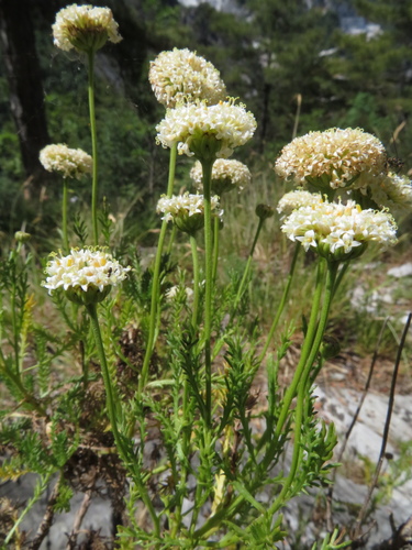 Santolina pinnata