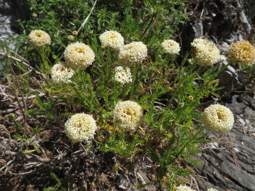 Apuan mountain lavender-cotton (Santolina pinnata)