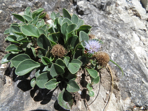 Image of Apennine Globularia (Globularia incanescens) by (c) Milan Chytrý, some rights reserved (CC BY)