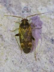 Hamatophylus guttulosus