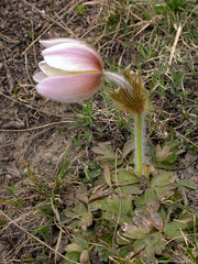 Pulsatilla vernalis