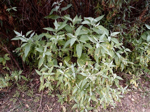 Image of Buddleja sessiliflora by (c) Sue Carnahan, some rights reserved (CC BY)
