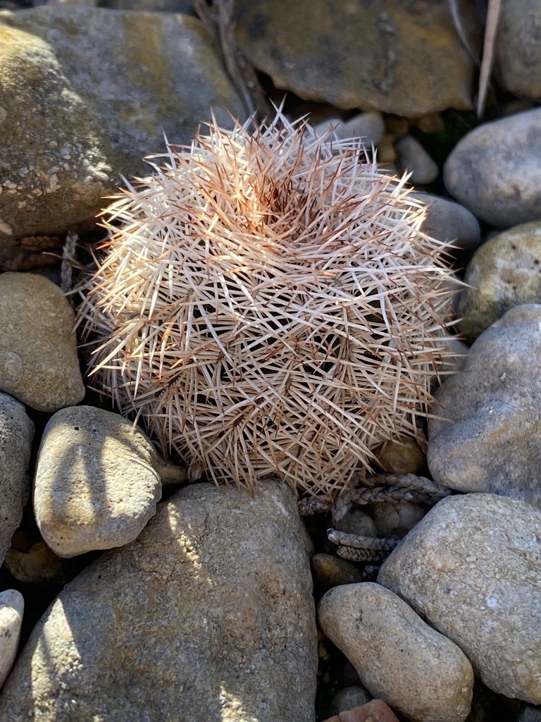 globular cacti, moonlight cacti, torch cacti, and allies from Tuscola ...