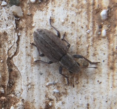 Sitona puncticollis