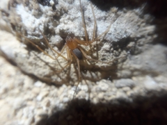 Loxosceles yucatana