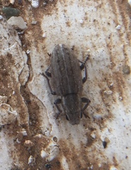 Sitona puncticollis