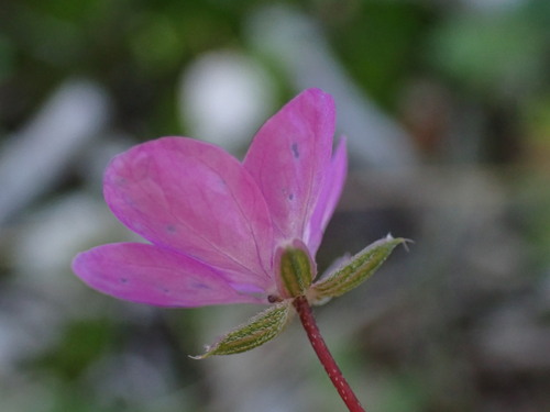 Image of Erodium acaule by (c) Louis Aureglia, some rights reserved (CC BY)