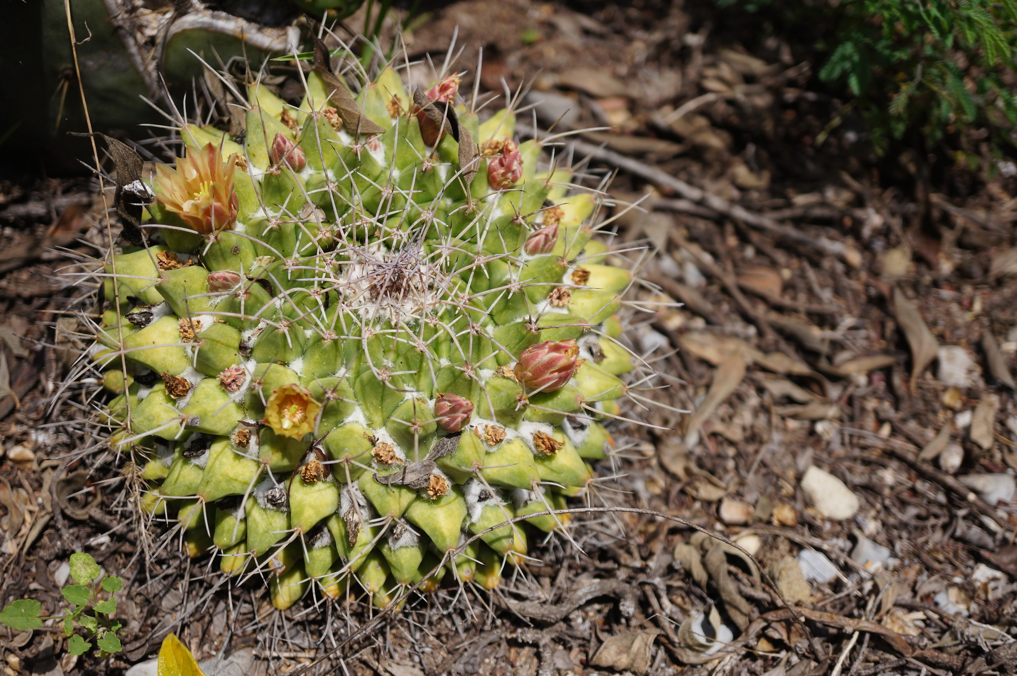 Mammillaria winterae