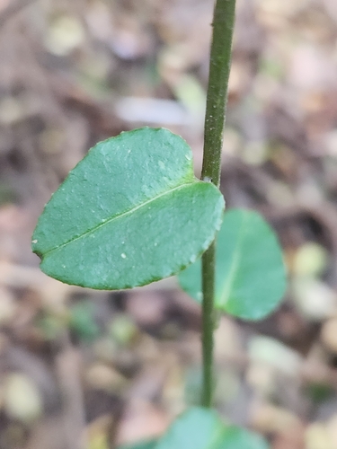 Ercilla syncarpellata (Ercilla syncarpellata)