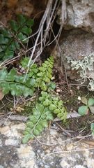Asplenium obovatum