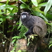 Graells' Black-mantle Tamarin - Photo (c) Creed Clayton, some rights reserved (CC BY-NC-ND), uploaded by Creed Clayton