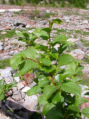 Rhamnus alpina