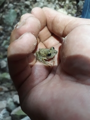 Craugastor yucatanensis