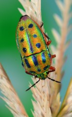 Calidea distinguenda