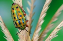 Calidea distinguenda