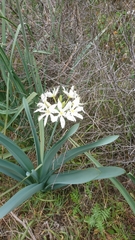 Pancratium illyricum