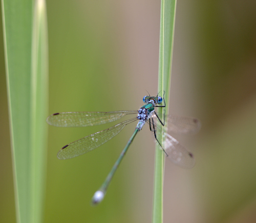 Common Spreadwing photo 3