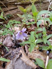 Hepatica acutiloba