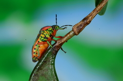 Calidea distinguenda