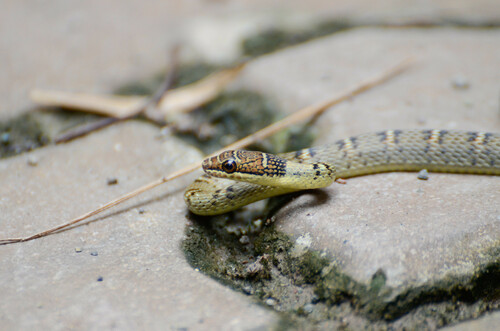 Banded Flying Snake, Chrysopelea pelias