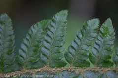 Polystichum setigerum
