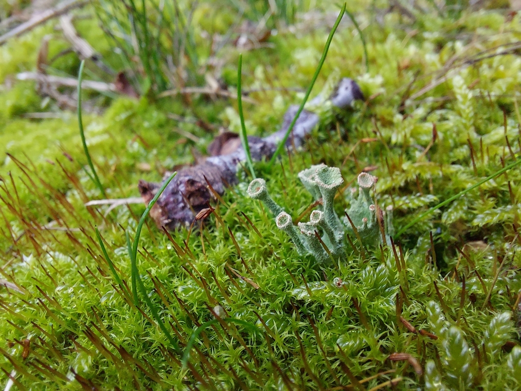 joint-toothed mosses from Banneville-sur-Ajon, Malherbe-sur-Ajon ...