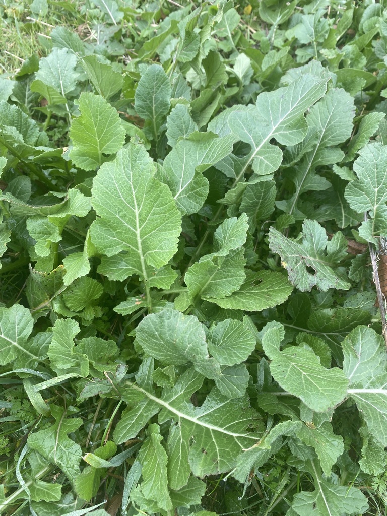 annual bastard cabbage from River Legacy Park, Fort Worth, TX, US on