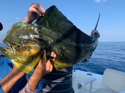 Common Dolphinfish (Coryphaena hippurus)